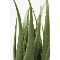 KARE roślina dekoracyjna ALOE 69 cm